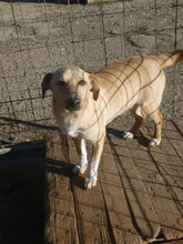 NINO, Hund, Mischlingshund in Bulgarien - Bild 9