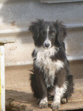 OLANDA, Hund, Mischlingshund in Bulgarien - Bild 1