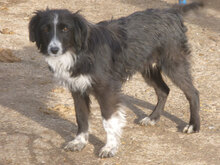 OLANDA, Hund, Mischlingshund in Bulgarien - Bild 2