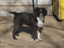 OLANDA, Hund, Mischlingshund in Bulgarien - Bild 3