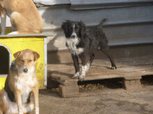 OLANDA, Hund, Mischlingshund in Bulgarien - Bild 6