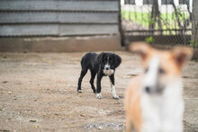 OLANDA, Hund, Mischlingshund in Bulgarien - Bild 7