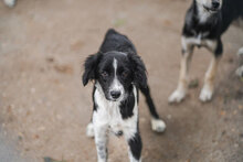 OLANDA, Hund, Mischlingshund in Bulgarien - Bild 8