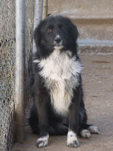 OLIVIA, Hund, Mischlingshund in Bulgarien - Bild 2