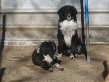 OLIVIA, Hund, Mischlingshund in Bulgarien - Bild 8