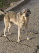 ANNIE, Hund, Mischlingshund in Bulgarien - Bild 1