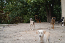 ANNIE, Hund, Mischlingshund in Bulgarien - Bild 10