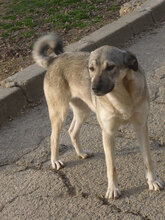 ANNIE, Hund, Mischlingshund in Bulgarien - Bild 2