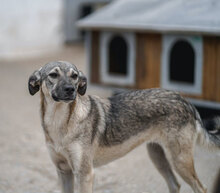 ANNIE, Hund, Mischlingshund in Bulgarien - Bild 3