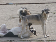 ANNIE, Hund, Mischlingshund in Bulgarien - Bild 4