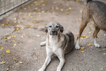 ANNIE, Hund, Mischlingshund in Bulgarien - Bild 5