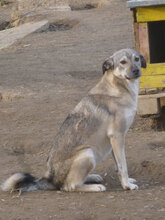 ANNIE, Hund, Mischlingshund in Bulgarien - Bild 6