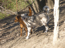 ANNIE, Hund, Mischlingshund in Bulgarien - Bild 7