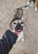 ANNIE, Hund, Mischlingshund in Bulgarien - Bild 9