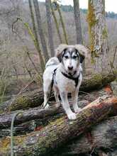 LISA, Hund, Mischlingshund in Büdlich - Bild 1