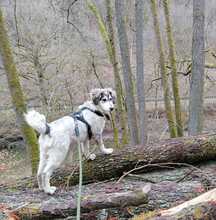 LISA, Hund, Mischlingshund in Büdlich - Bild 2