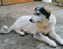 LISA, Hund, Mischlingshund in Büdlich - Bild 5
