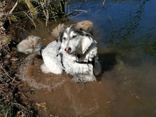 LISA, Hund, Mischlingshund in Büdlich - Bild 6