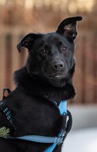 FIETE, Hund, Deutscher Schäferhund in Grethem