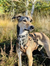 HENOK, Hund, Kritikos Lagonikos in Bremerhaven - Bild 10