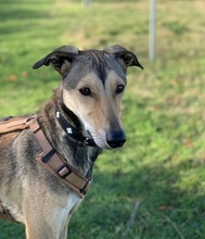 HENOK, Hund, Kritikos Lagonikos in Bremerhaven - Bild 12