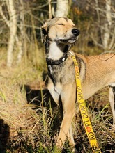 HENOK, Hund, Kritikos Lagonikos in Bremerhaven - Bild 15