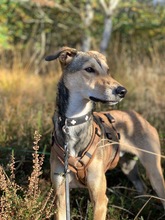 HENOK, Hund, Kritikos Lagonikos in Bremerhaven - Bild 3