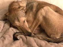 HENOK, Hund, Kritikos Lagonikos in Bremerhaven - Bild 9