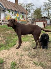 TECA, Hund, Schnauzer-Mix in Ungarn - Bild 3