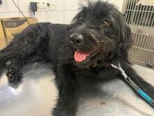 TECA, Hund, Schnauzer-Mix in Ungarn - Bild 6