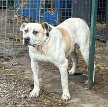 ACE, Hund, Mischlingshund in Kroatien - Bild 4