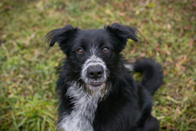 DAISY, Hund, Mischlingshund in Kroatien - Bild 1