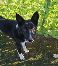 ALDO, Hund, Border Collie-Mix in Berlin - Bild 1