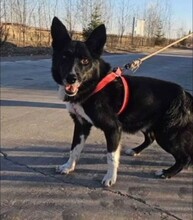 ALDO, Hund, Border Collie-Mix in Berlin - Bild 2