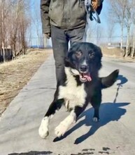 ALDO, Hund, Border Collie-Mix in Berlin - Bild 3