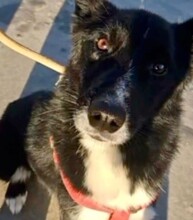 ALDO, Hund, Border Collie-Mix in Berlin - Bild 4