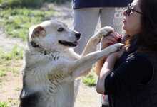 SINA, Hund, Mischlingshund in Griechenland - Bild 2