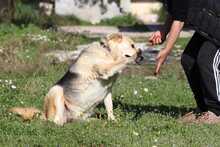 SINA, Hund, Mischlingshund in Griechenland - Bild 3