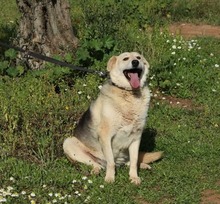 SINA, Hund, Mischlingshund in Griechenland - Bild 9