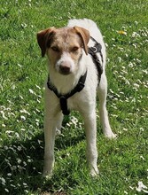 TRINA, Hund, Mischlingshund in Süderbrarup - Bild 2