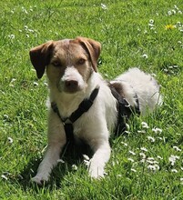 TRINA, Hund, Mischlingshund in Süderbrarup - Bild 3