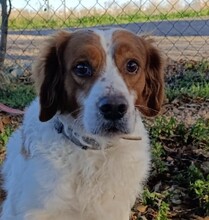 OTTO, Hund, Bretonischer Spaniel-Mix in Spanien - Bild 1