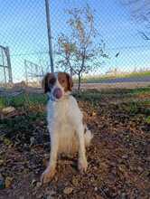 OTTO, Hund, Bretonischer Spaniel-Mix in Spanien - Bild 2