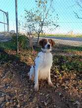 OTTO, Hund, Bretonischer Spaniel-Mix in Spanien - Bild 3