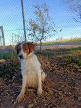 OTTO, Hund, Bretonischer Spaniel-Mix in Spanien - Bild 4