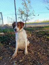 OTTO, Hund, Bretonischer Spaniel-Mix in Spanien - Bild 5