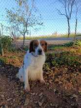 OTTO, Hund, Bretonischer Spaniel-Mix in Spanien - Bild 6