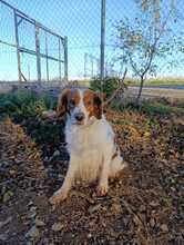 OTTO, Hund, Bretonischer Spaniel-Mix in Spanien - Bild 7