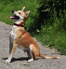 BUDYS228, Hund, Mischlingshund in Slowakische Republik - Bild 10