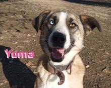 YUMA, Hund, Siberian Husky-Mix in Griechenland